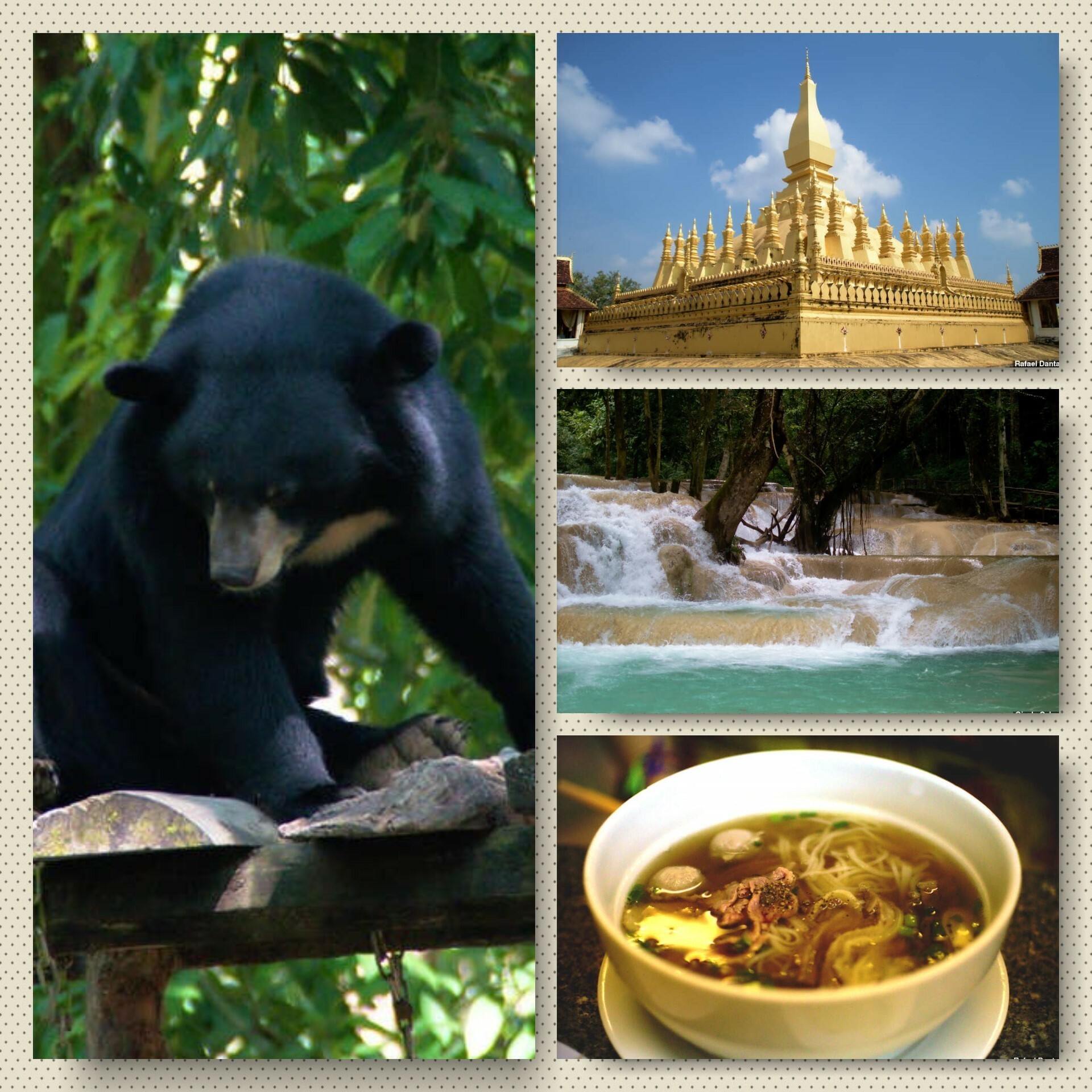 Em sentido horário: urso da organização Free the Bears, o monumento Pha That Luang e a cachoeira Tad Sae, no Laos. Já na última foto, um dos maravilhosos pratos que experimentamos durante a nossa estadia na região