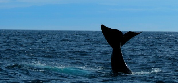 baleia-puerto-madryn
