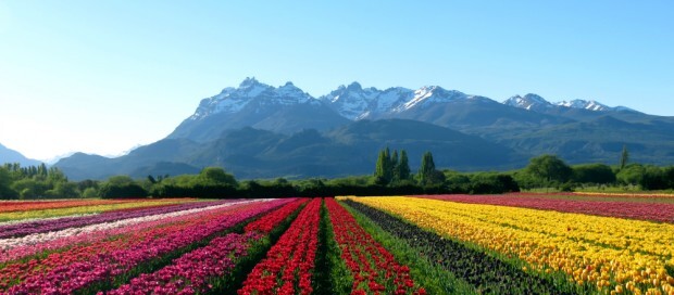 campo-tulipas-patagonia