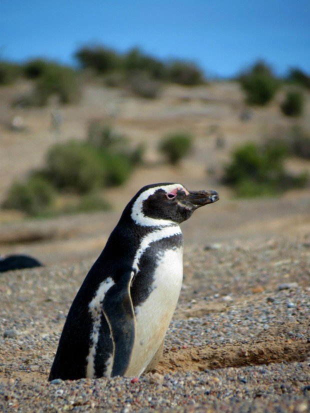 Pinguim-de-Magalhães em Punta Tombo. Foto: Marcel Bruzadin