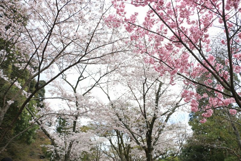 cerejeiras kyoto
