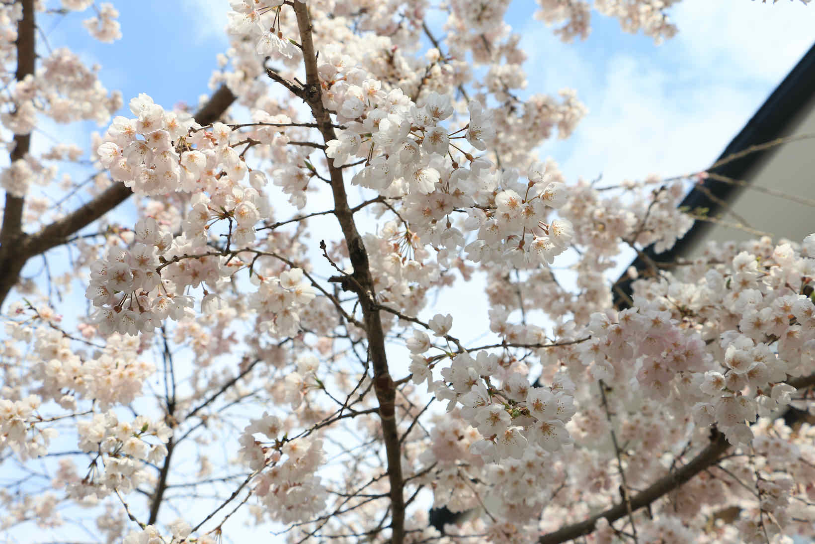cerejeiras kyoto