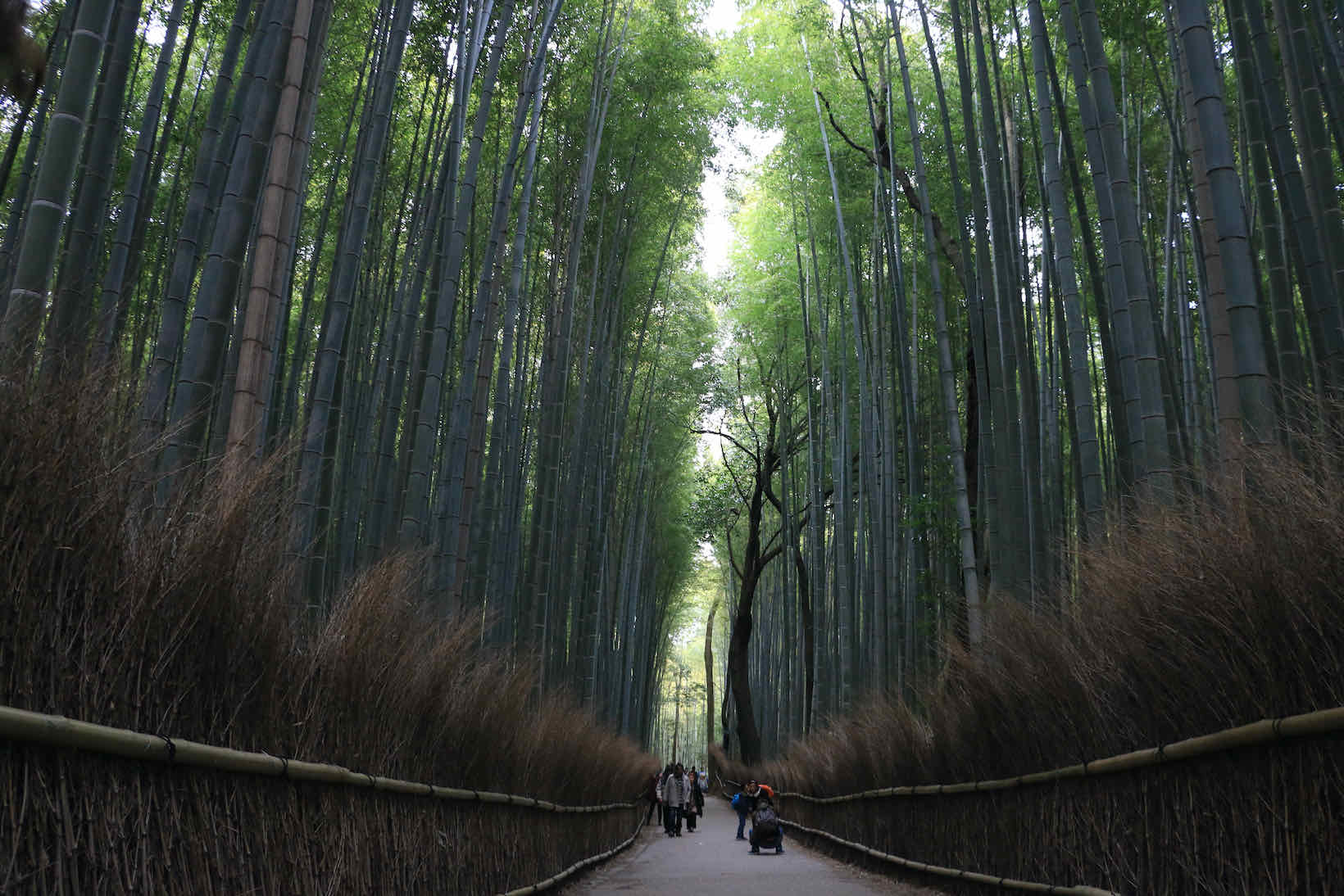 floresta de bambu kyoto