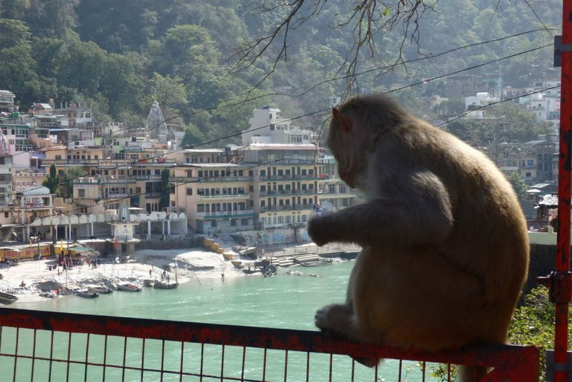 Macaco em Rishikesh, Índia