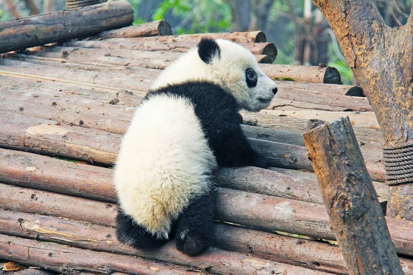 panda chengdu china