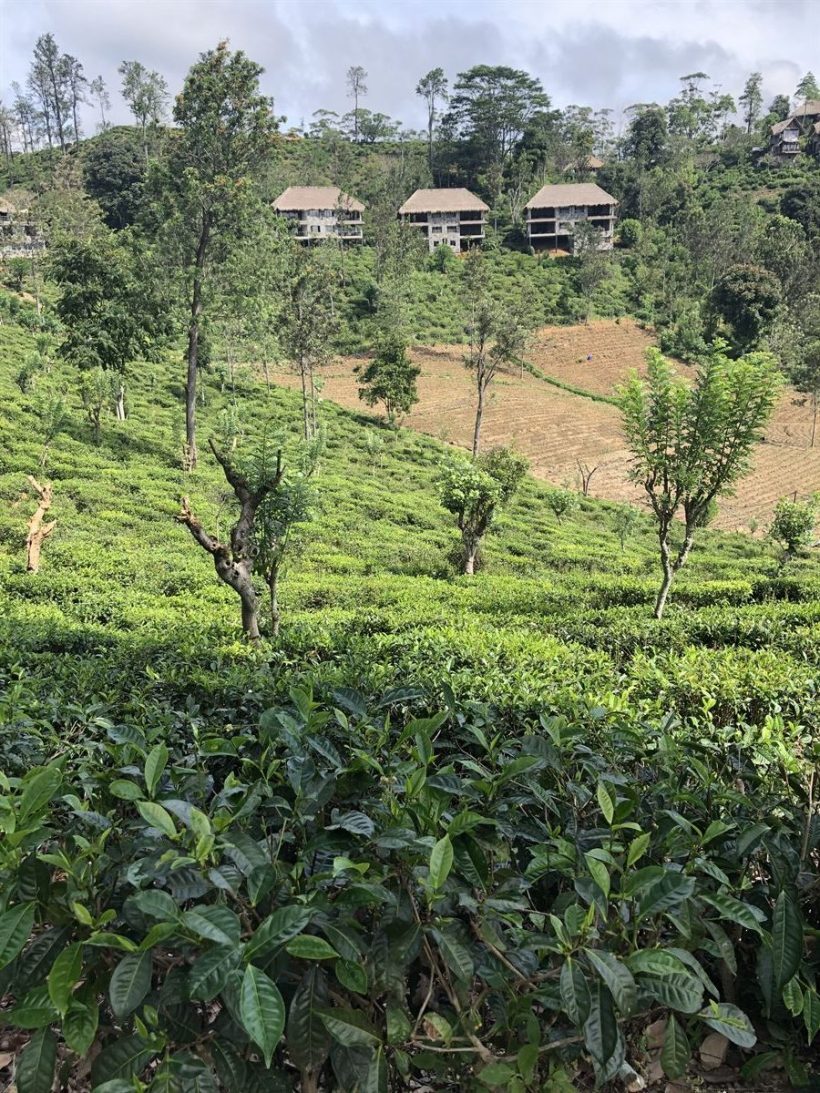 Plantação de Chá, Sri Lanka