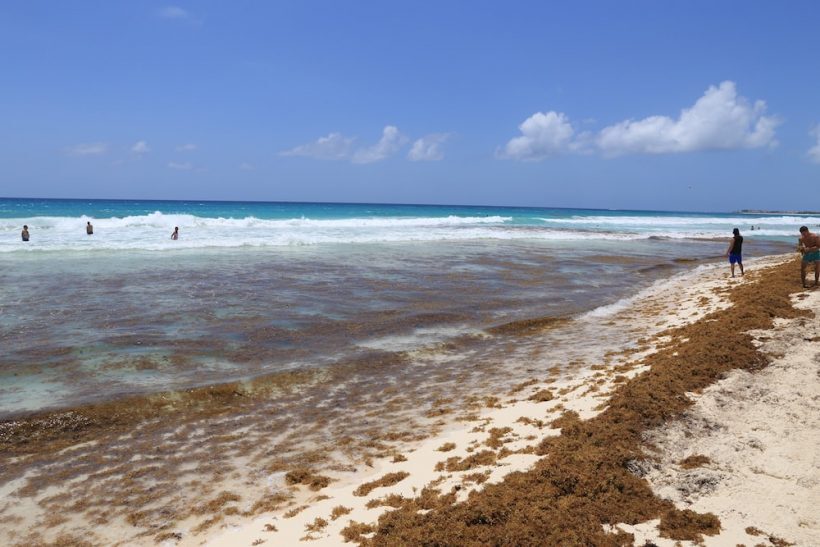 praia cancun algas