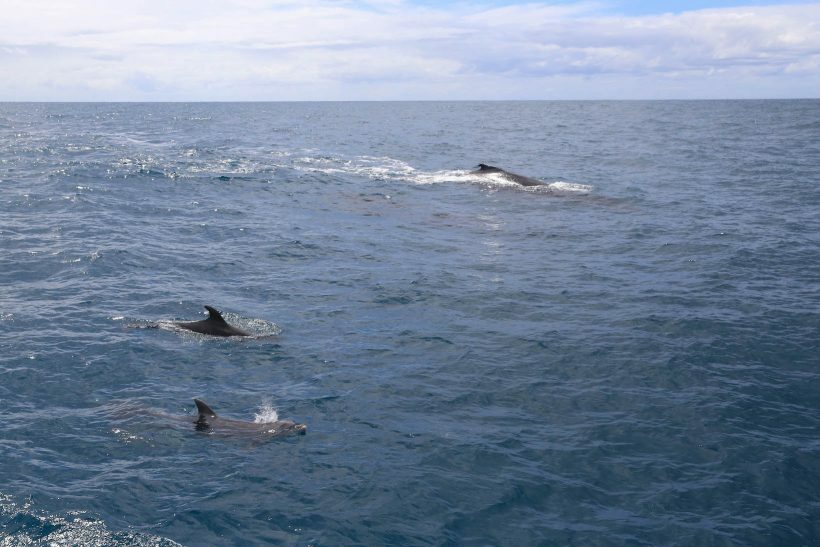 Golfinhos e baleia jubarte 