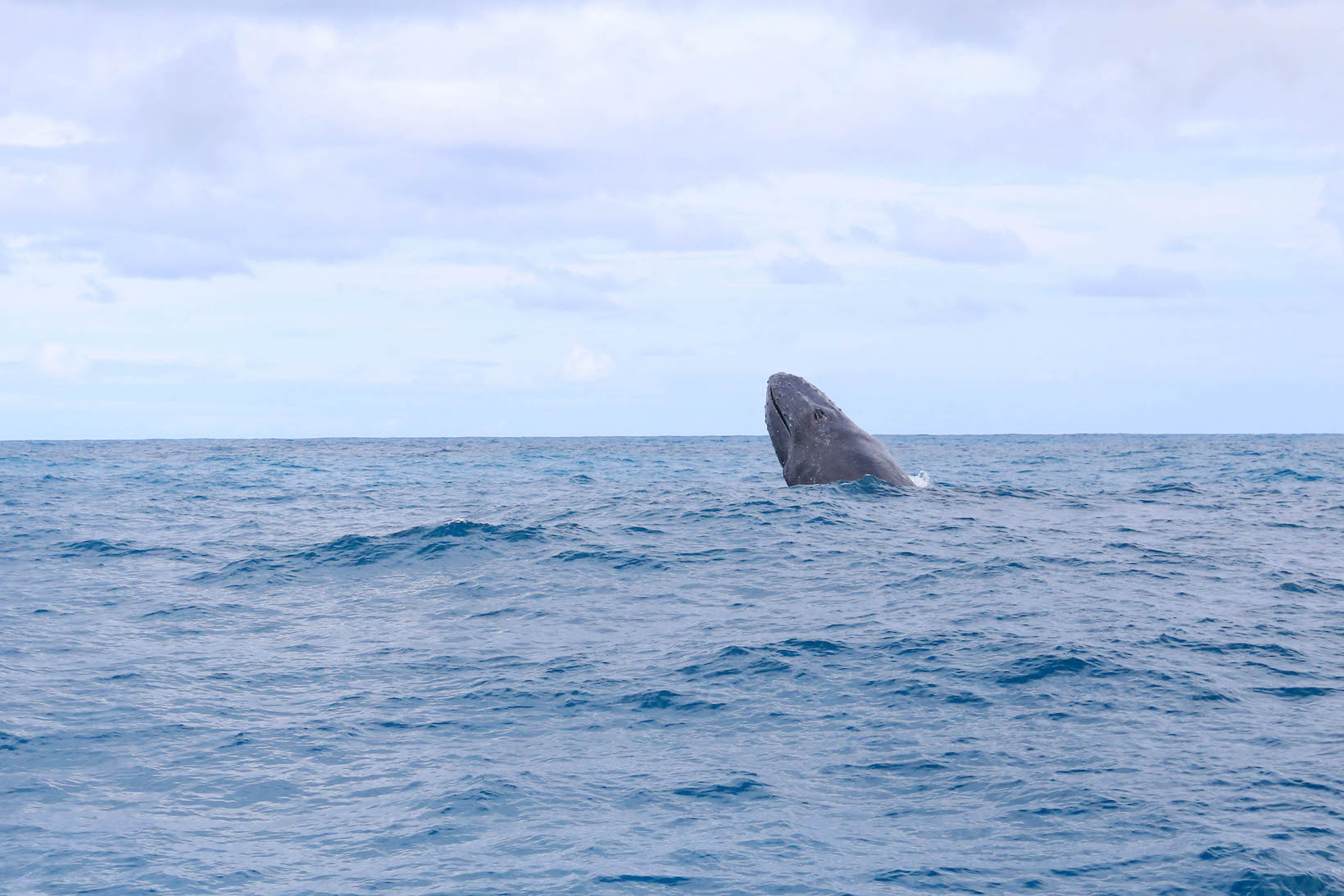 baleia jubarte vitoria