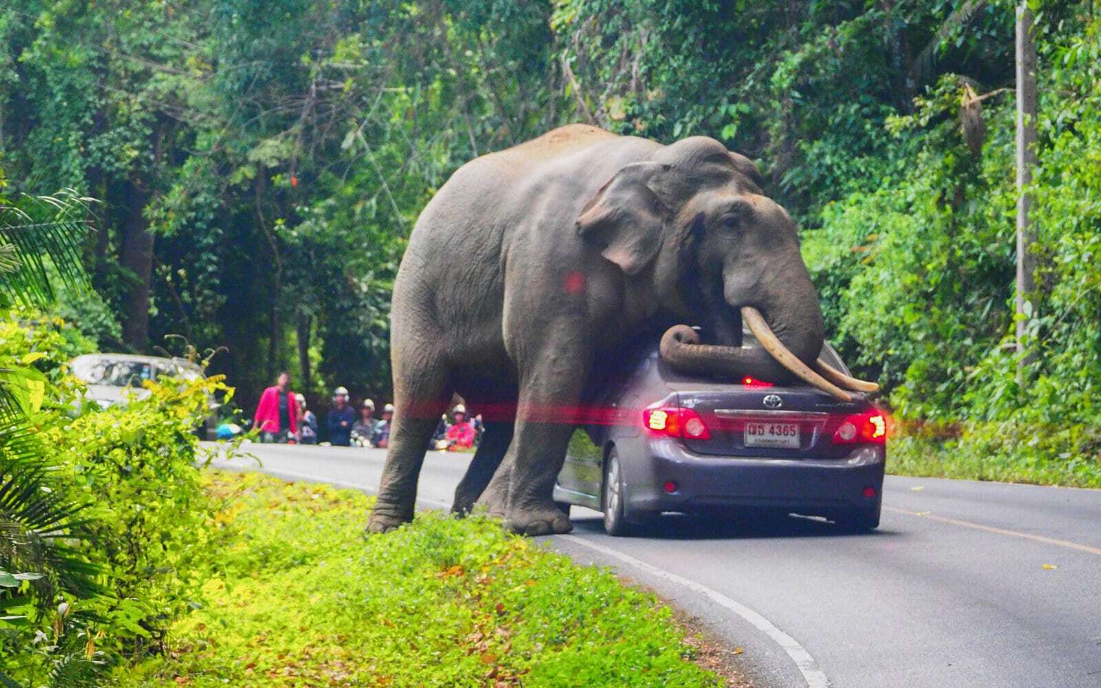 elefante carro tailandia