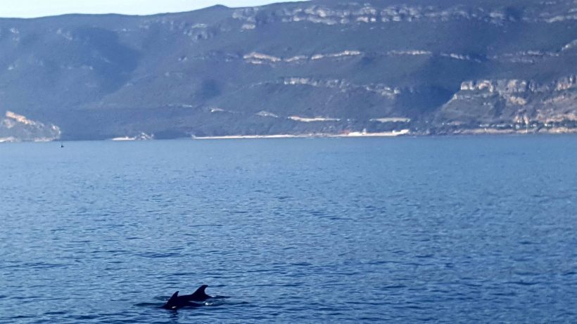 observacao golfinhos portugal