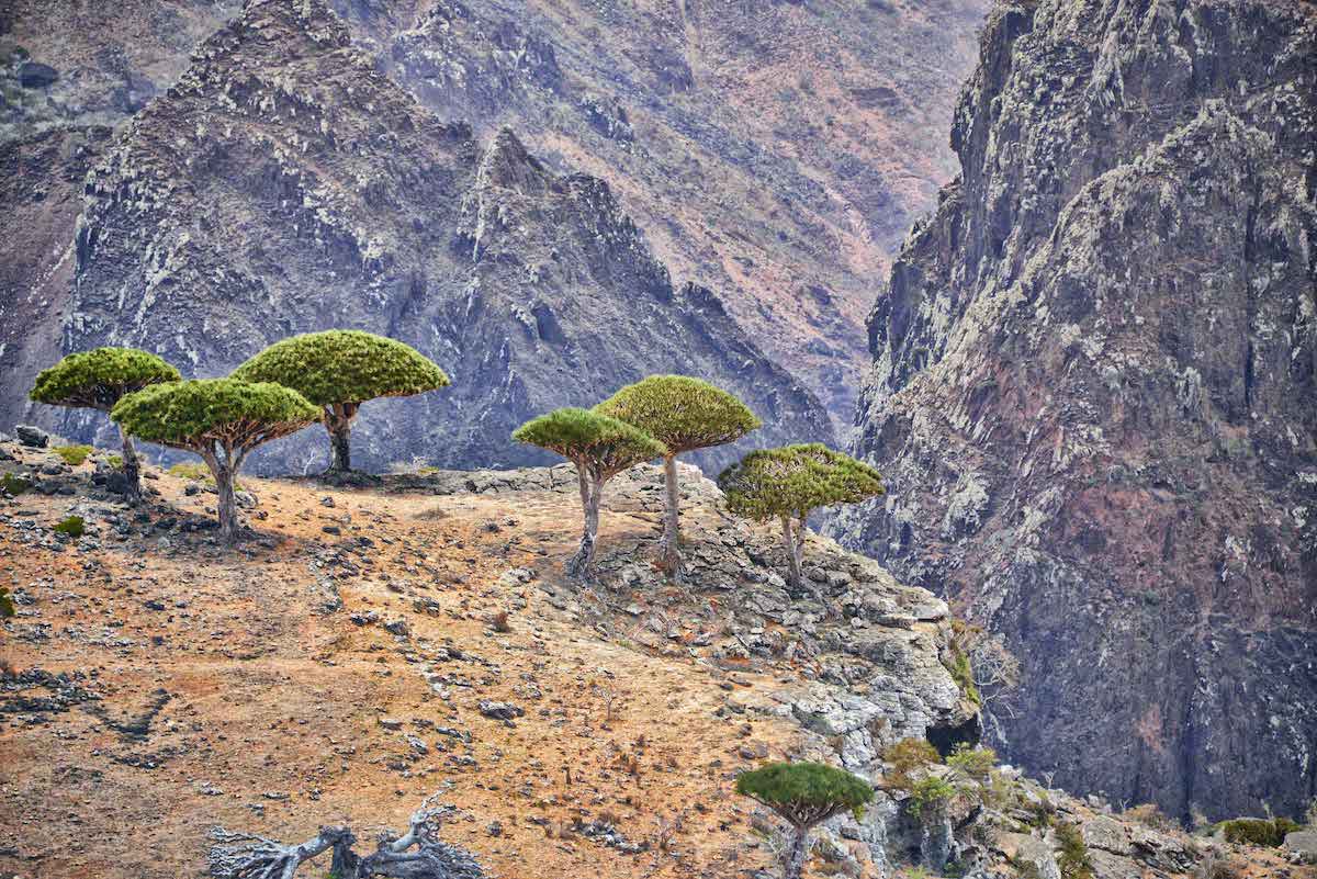 Ilha de Socotra, Iêmen