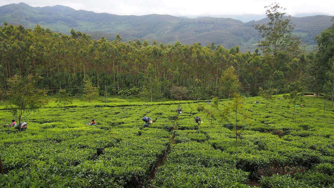 Plantações de chá de Munnar