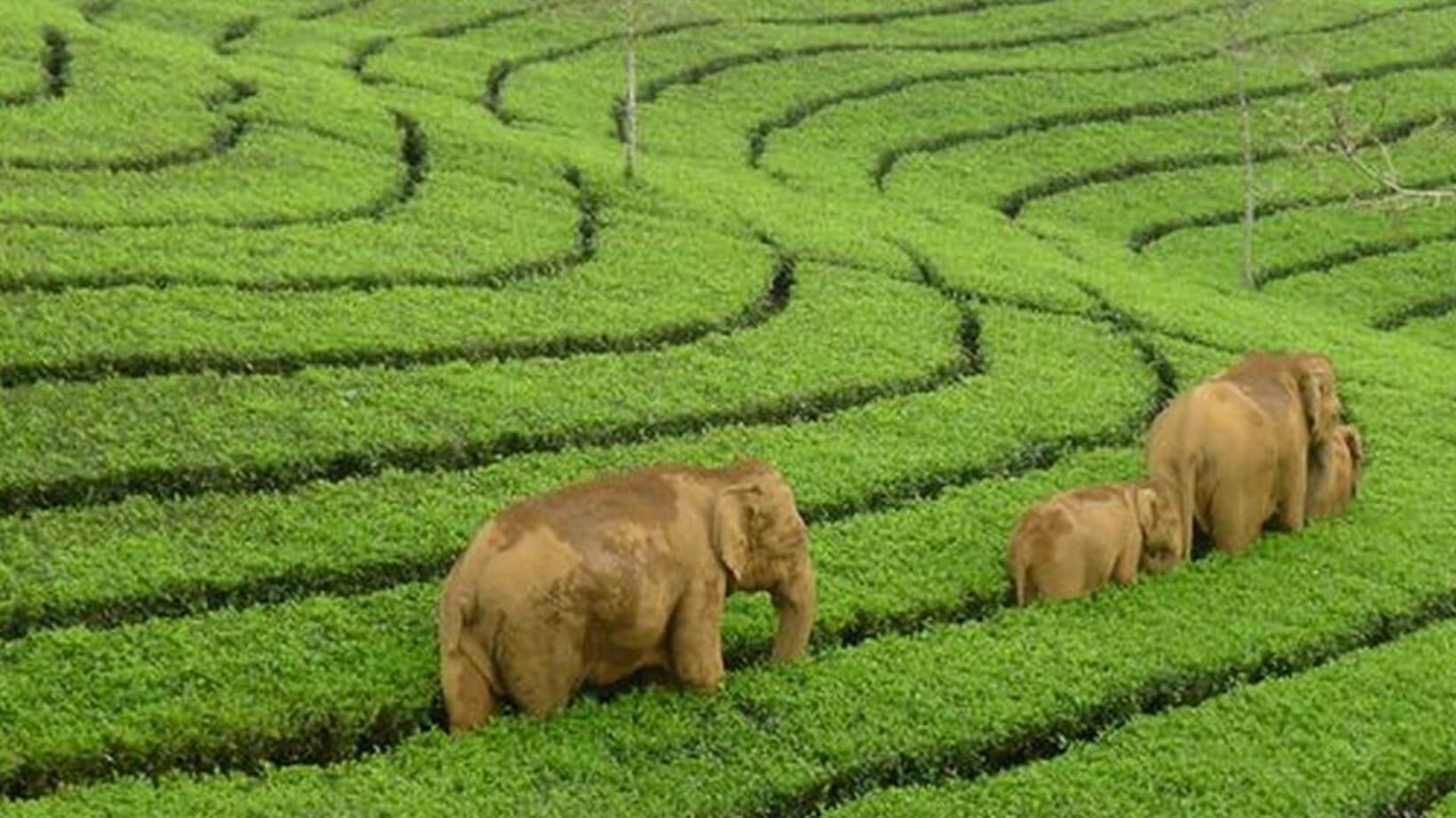 Elefantes nas plantações de chá de Munnar