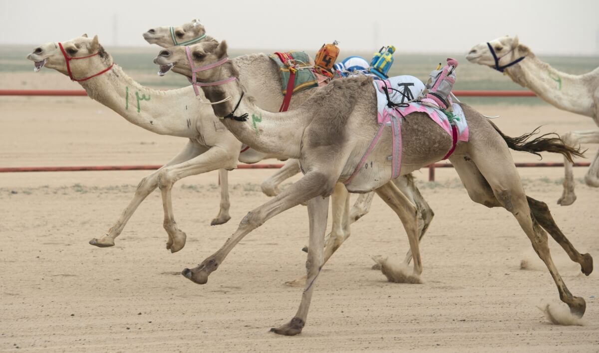 Corrida de camelos com robôs em Dubai