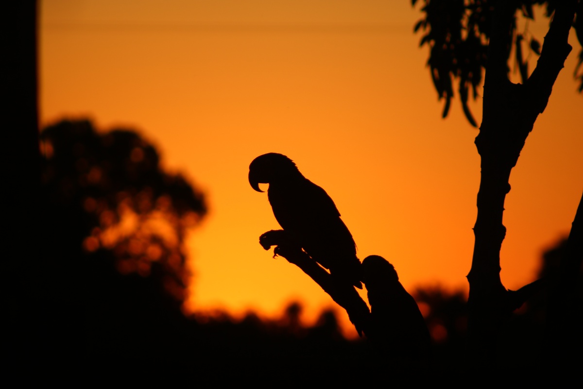 Passeios com observação de aves, no Pantanal