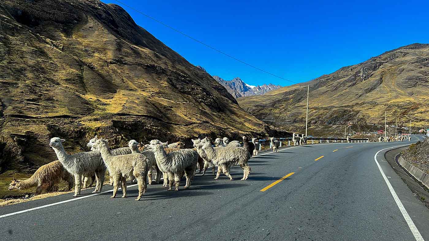 Alpacas na pista estrada cordilheira dos Andes no Peru